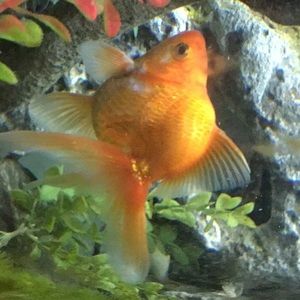 Meet your Posher, Richard